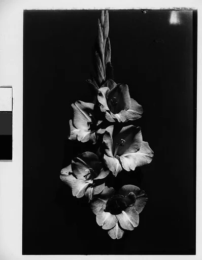 [Gladiola in Front of Backdrop, Darien, Connecticut]