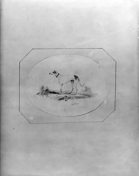 "Leda," a Hound (from Hosack Album) — Unknown