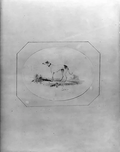 "Leda," a Hound (from Hosack Album)