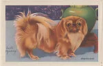 Pekingese from Our Friend – the Dog Educational Pictures (W608-4) — Unknown