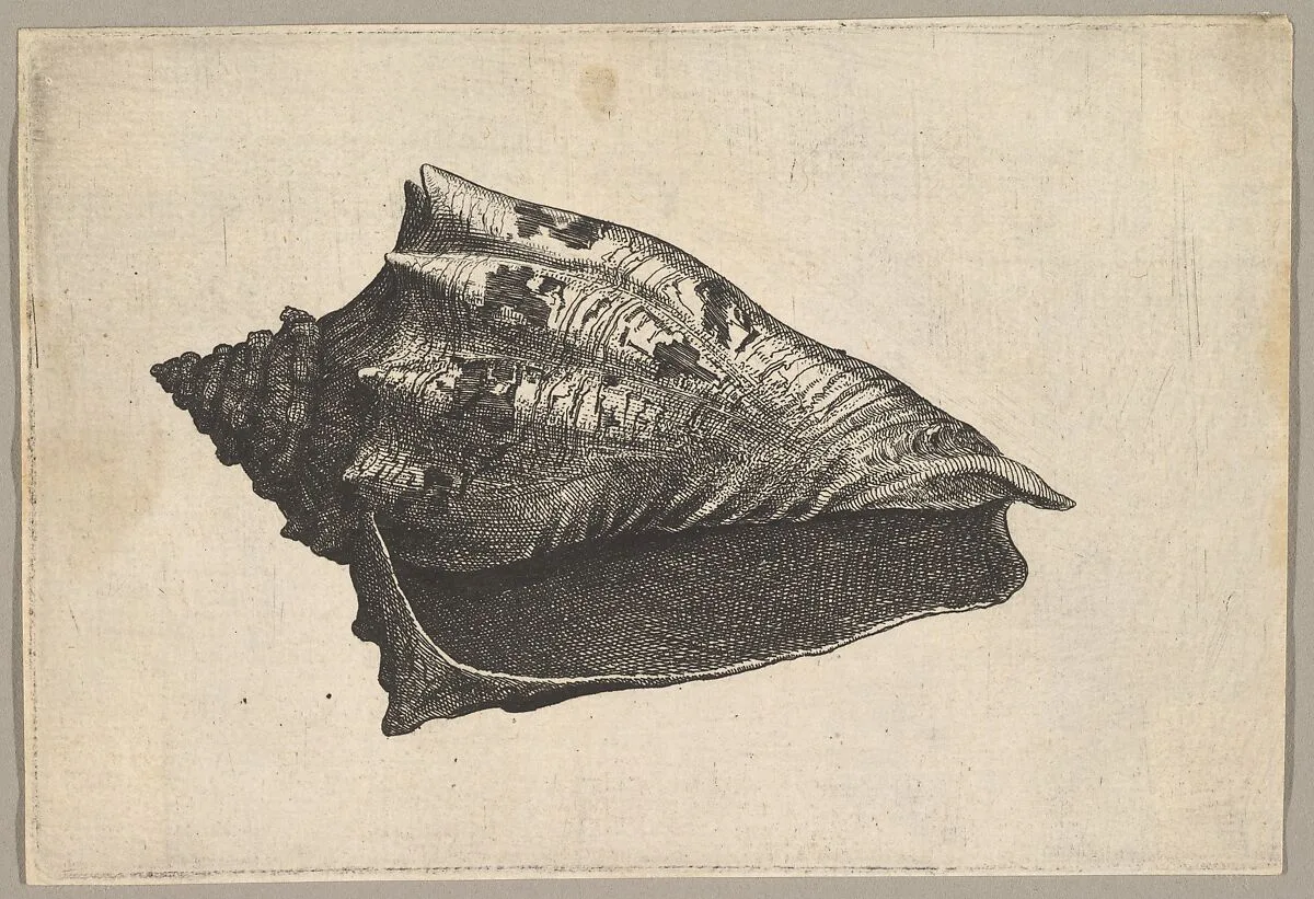 Shell: Hebrew Volute ( Voluta ebraea L) — Wenceslaus Hollar