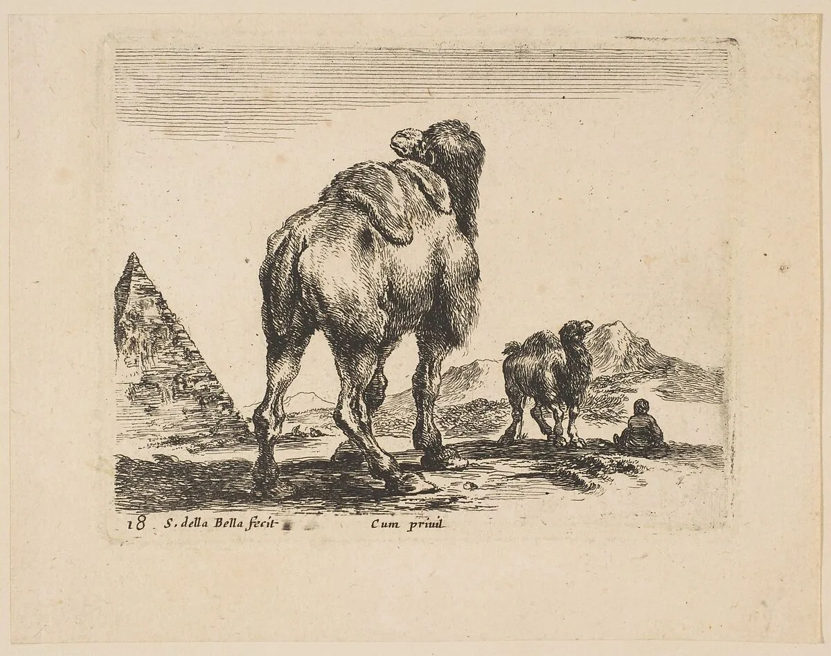 Plate 18: camel viewed from behind with pyramid at left, from 'Various animals' (Diversi animali) — Stefano della Bella|Pierre François Basan