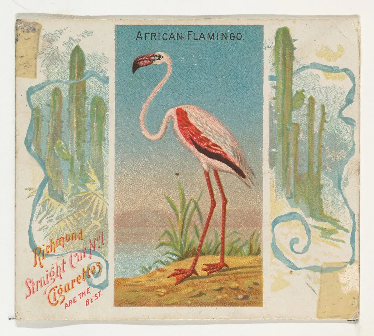 African Flamingo, from Birds of the Tropics series (N38) for Allen & Ginter Cigarettes — Allen & Ginter|George S. Harris & Sons