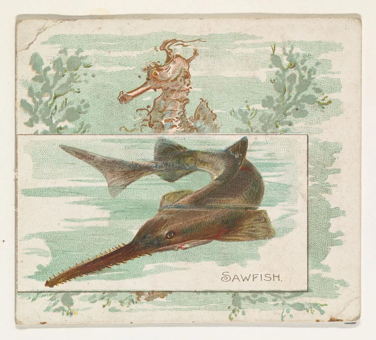 Sawfish, from Fish from American Waters series (N39) for Allen & Ginter Cigarettes — Lindner, Eddy & Claus|Allen & Ginter