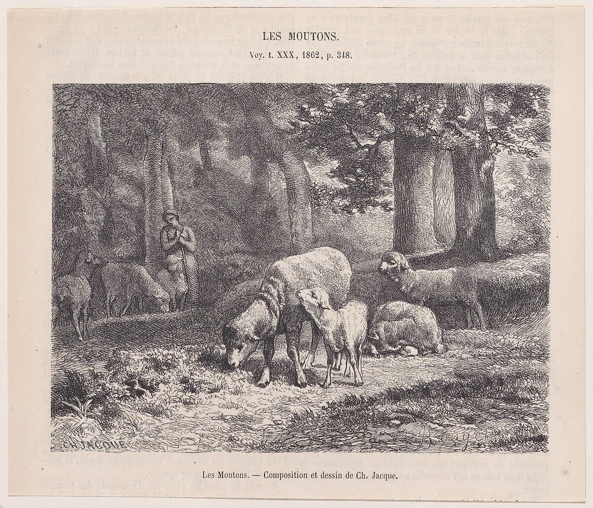 Sheep, from "Le Magasin Pittoresque" — Charles Jacque|François Rouget