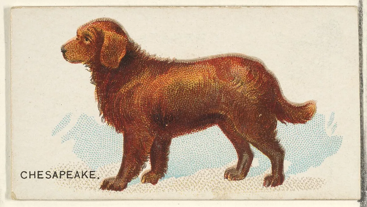 Chesapeake, from the Dogs of the World series for Old Judge Cigarettes — Goodwin & Company