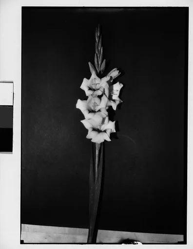 [Gladiola in Front of Backdrop, Darien, Connecticut]