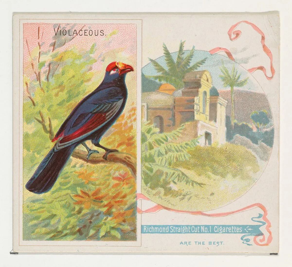 Violaceous, from Birds of the Tropics series (N38) for Allen & Ginter Cigarettes — Allen & Ginter|George S. Harris & Sons