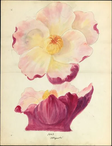 Design drawing of magnolia blossom of floral capital from loggia, Laurelton Hall