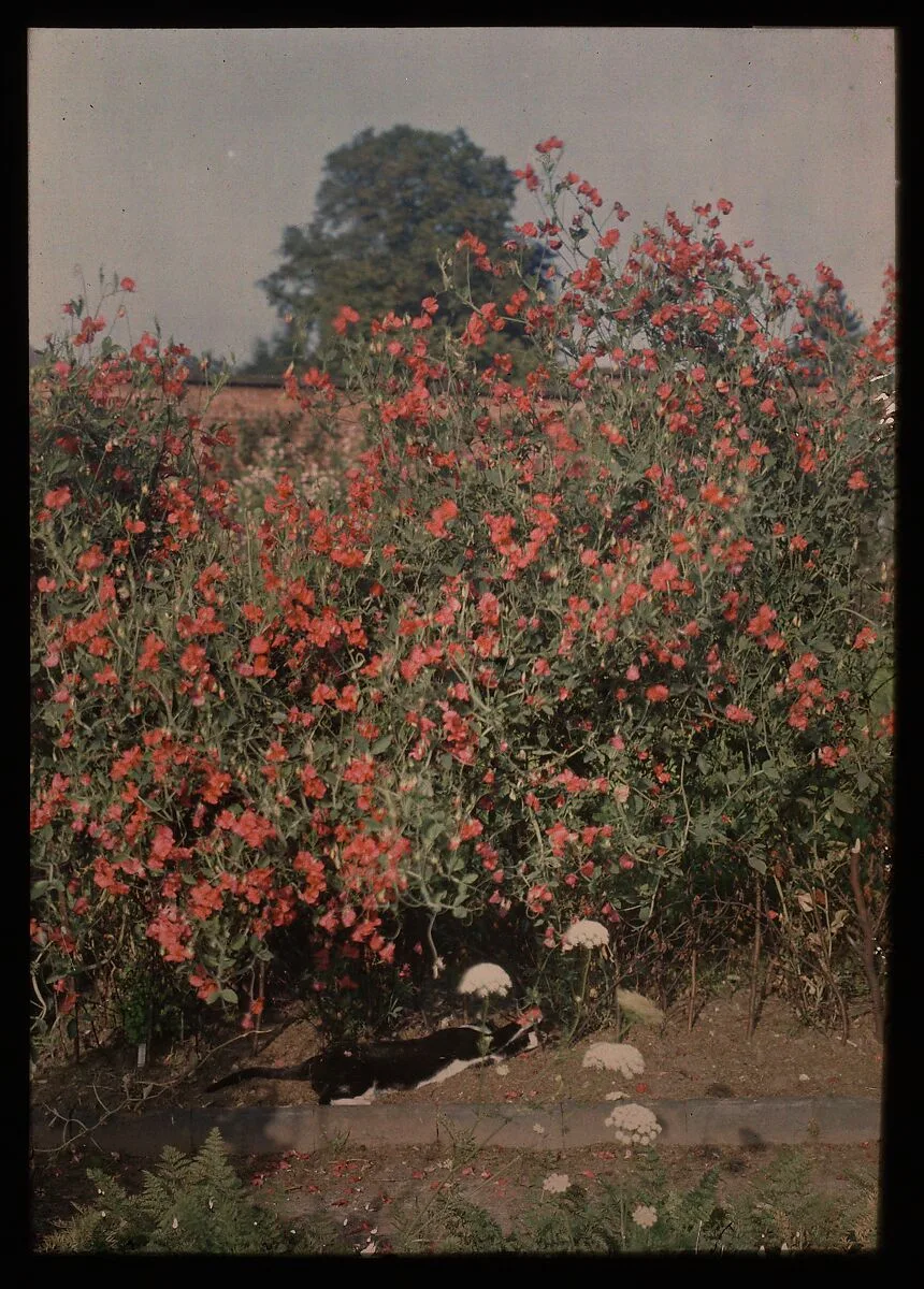 Cat and Sweetpeas — Moss
