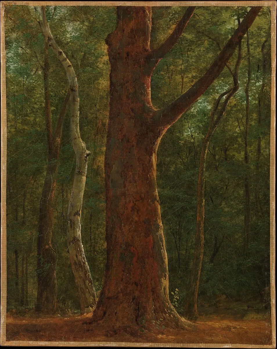 Beech Tree — Achille-Etna Michallon
