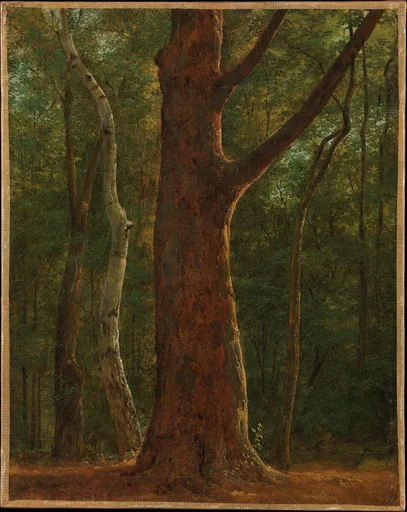 Beech Tree