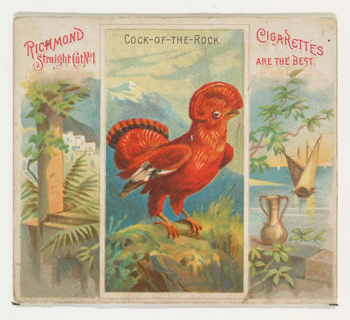 Cock-of-the-Rock, from Birds of the Tropics series (N38) for Allen & Ginter Cigarettes — Allen & Ginter|George S. Harris & Sons