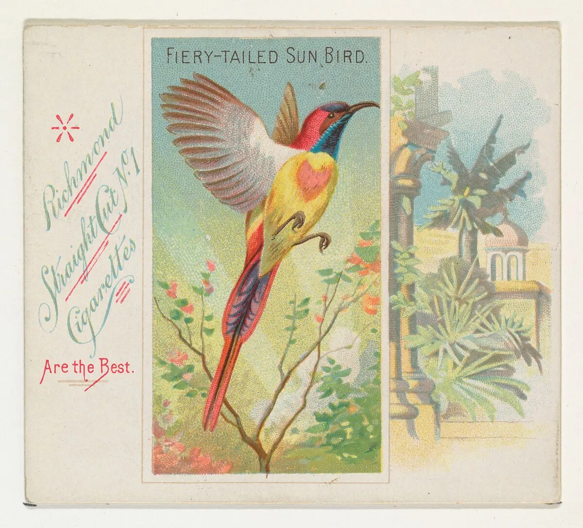 Fiery-Tailed Sun Bird, from Birds of the Tropics series (N38) for Allen & Ginter Cigarettes — Allen & Ginter|George S. Harris & Sons