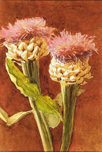 Thistle — John Singer Sargent
