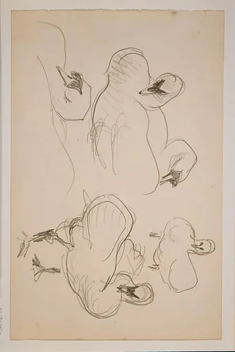 Swans