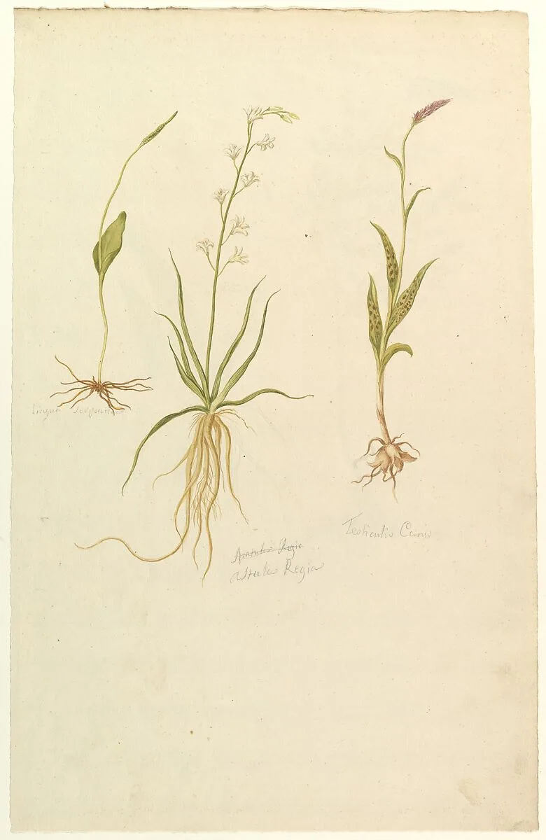 Botanical Studies (recto); Botanical Studies (verso) — Anonymous, French, 19th century