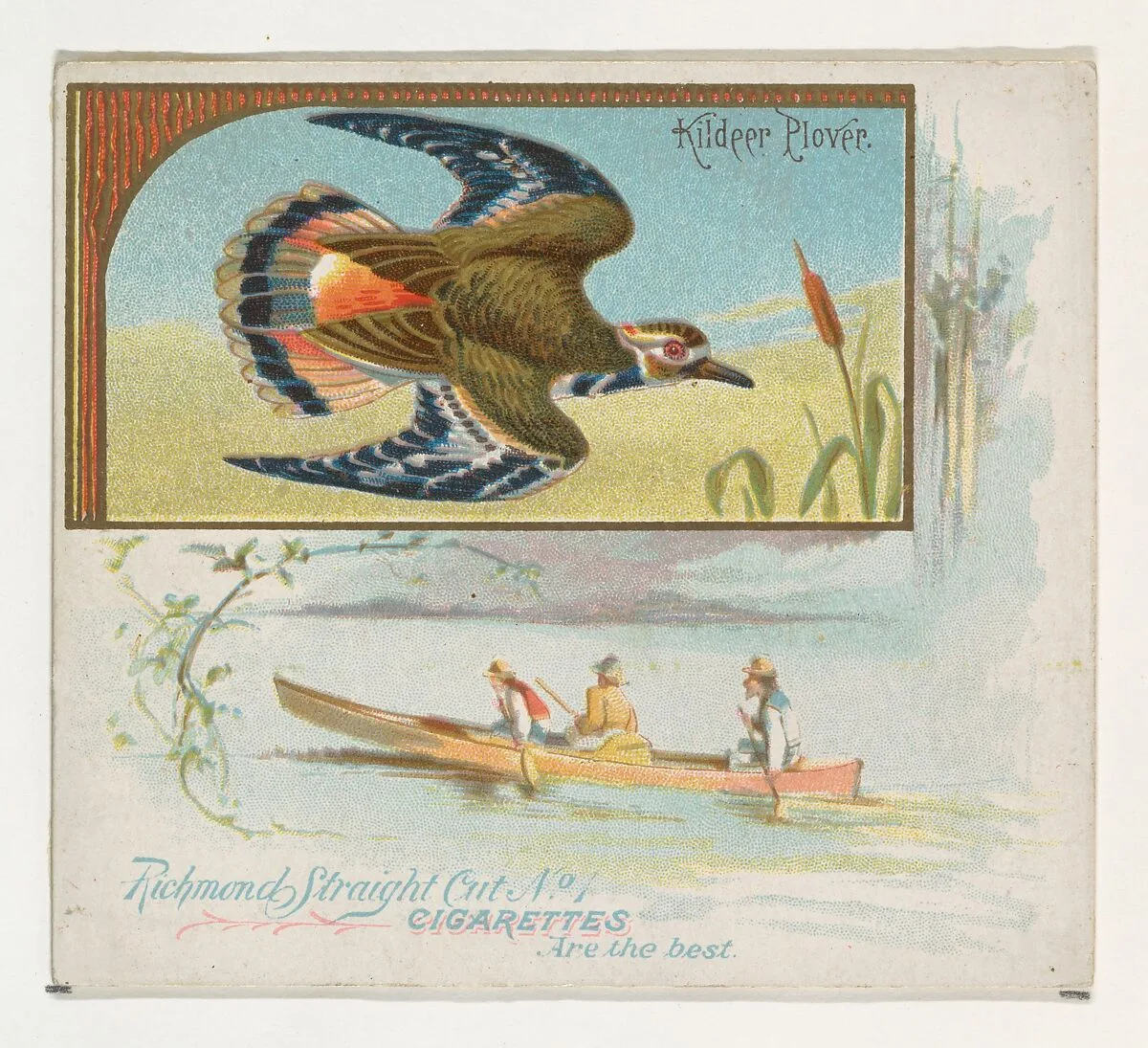 Kildeer Plover, from the Game Birds series (N40) for Allen & Ginter Cigarettes — Allen & Ginter