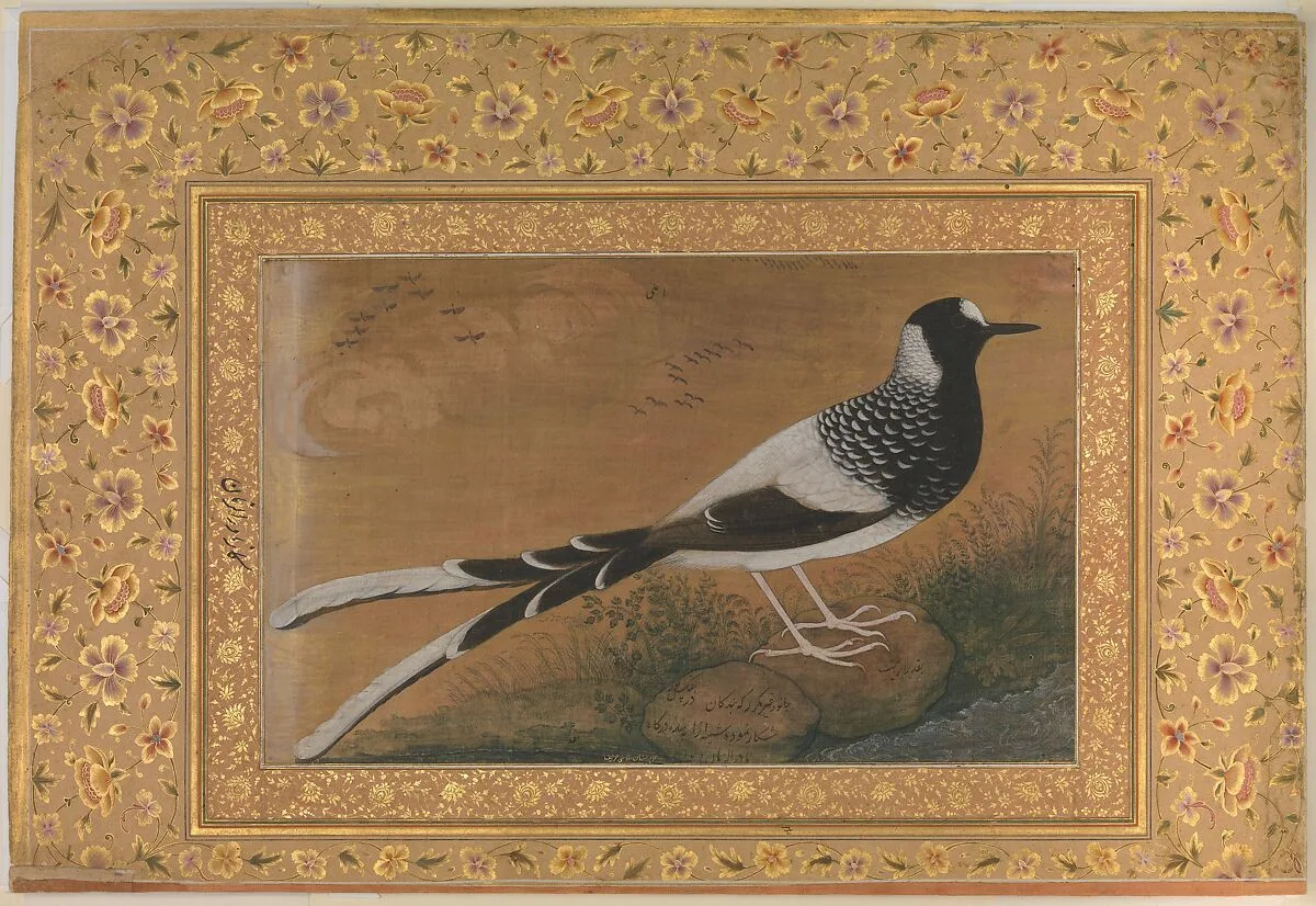 "Spotted Forktail", Folio from the Shah Jahan Album — Abu'l Hasan|Mir 'Ali Haravi