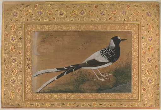 "Spotted Forktail", Folio from the Shah Jahan Album