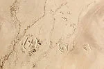Desert Bloom 8