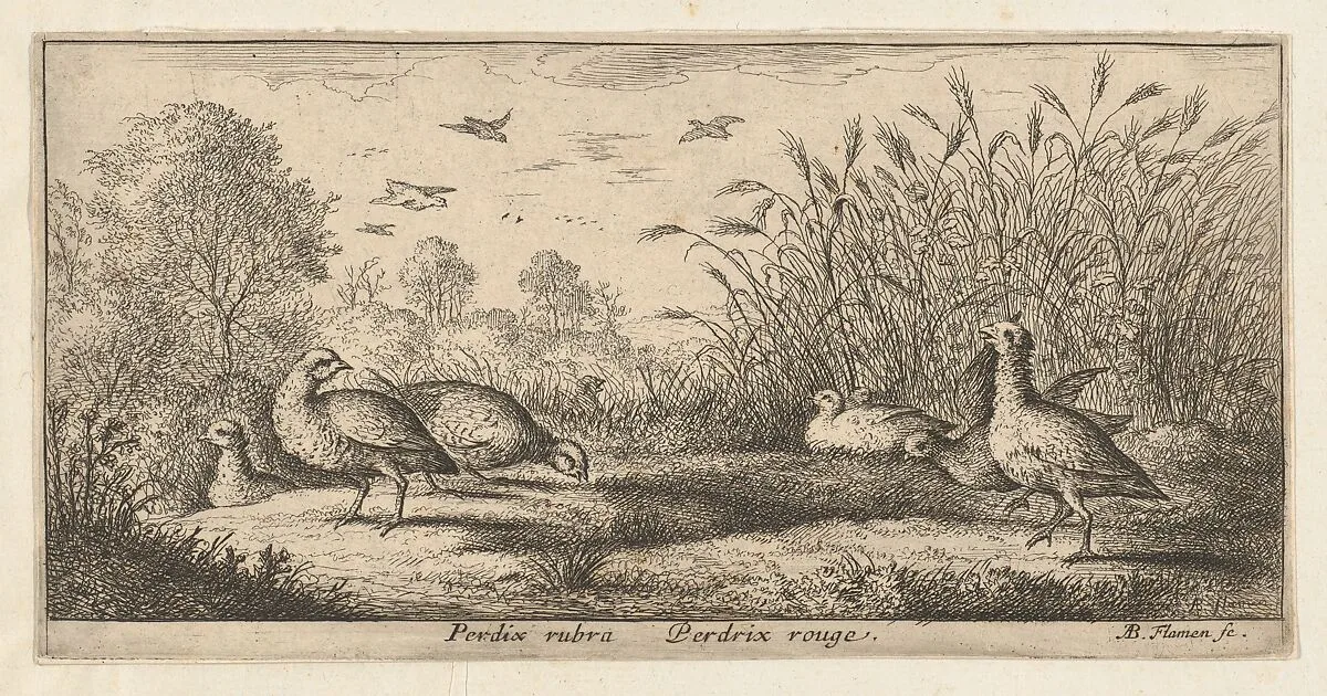 Perdix rubra, Perdix rouge (The Red-Legged Partridge), from "Livre d'Oyseaux" (Book of Birds) — Albert Flamen