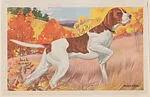 Pointer from Our Friend – the Dog Educational Pictures (W608-4) — Unknown