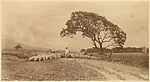 [Shepherd with His Flock]