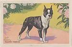 Boston Terrier from Our Friend – the Dog Educational Pictures (W608-4) — Unknown