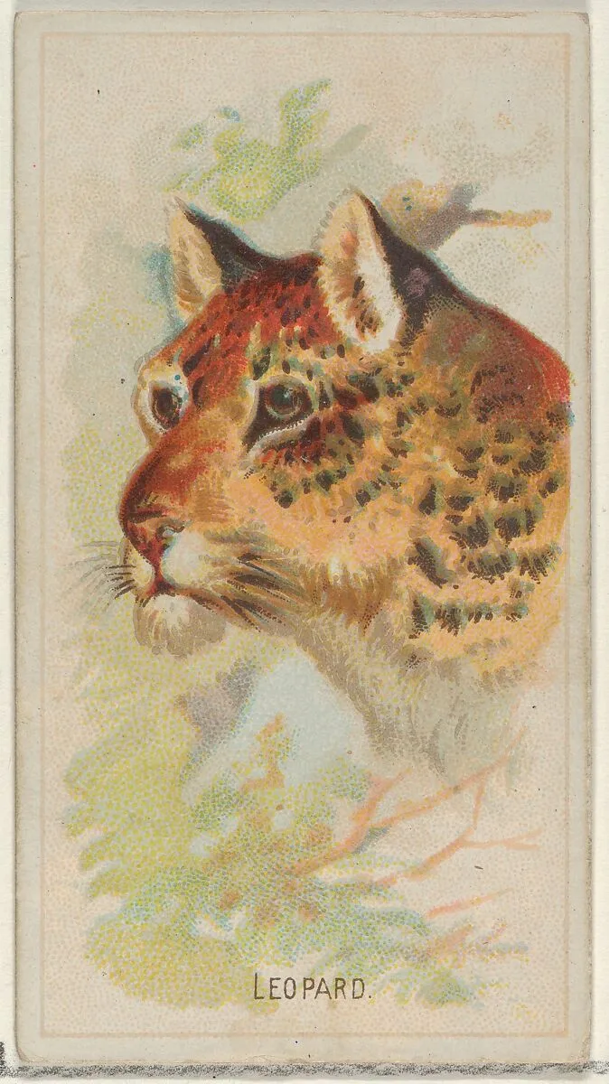 Leopard, from the Wild Animals of the World series (N25) for Allen & Ginter Cigarettes — Allen & Ginter|George S. Harris & Sons