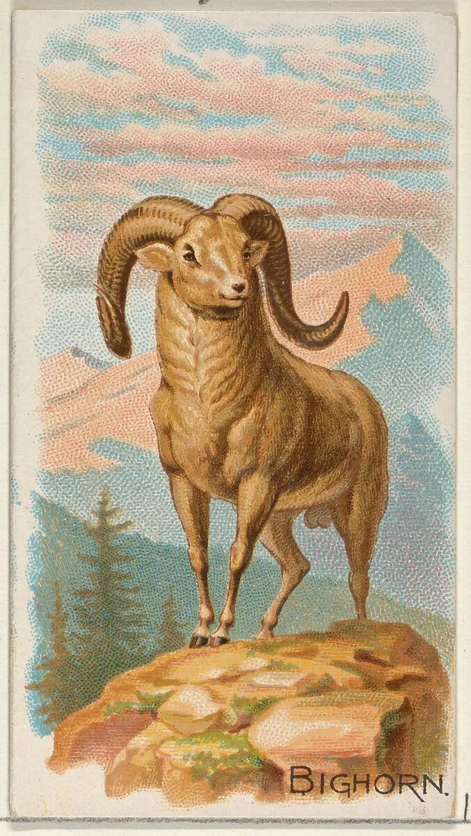 Bighorn, from the Quadrupeds series (N21) for Allen & Ginter Cigarettes — Allen & Ginter|Lindner, Eddy & Claus