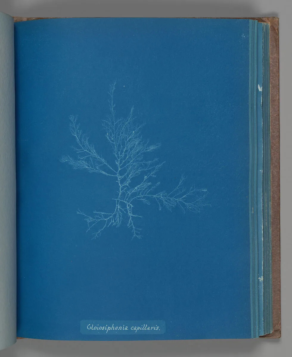 Gloisiphonia capillaris — Anna Atkins