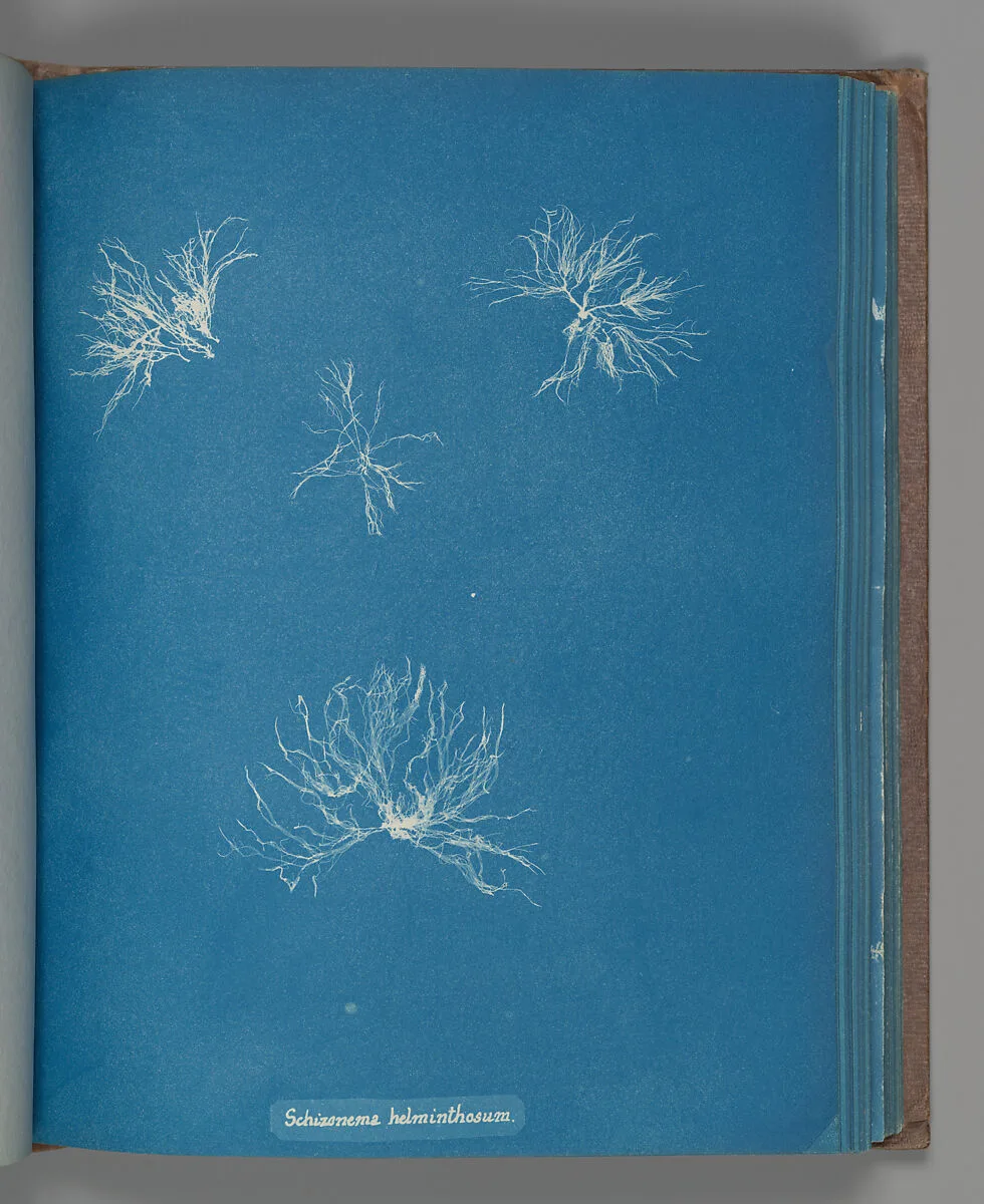 Schizonema helminthosum — Anna Atkins