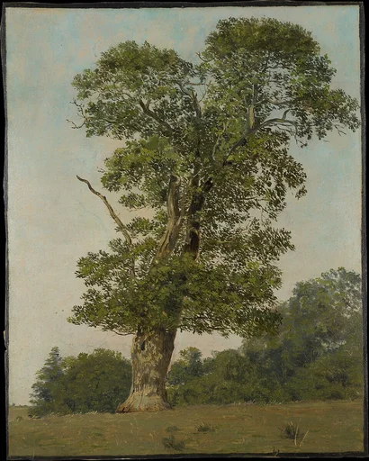 A Large Oak