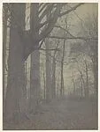 The November Woods, Little Falls, New York — Unknown