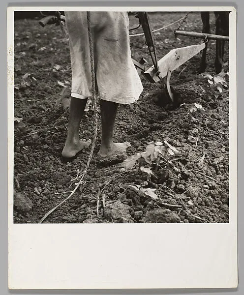 Alabama Plow Girl, near Eutaw, Alabama — Dorothea Lange