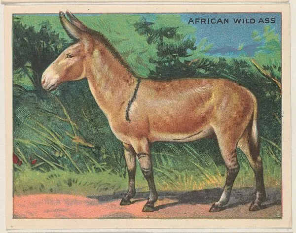African Wild Ass, collector card from the Animals series (D9), issued by the Weber Baking Company to promote Onist Milk and Pullman Bread — Weber Baking Company