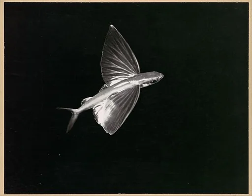 Flying Fish, Catalina Island