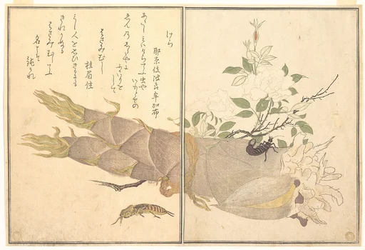 『画本虫撰』 「けら」「はさみむし」|Mole Cricket (Kera); Earwig, (Hasami-mushi), from the Picture Book of Crawling Creatures (Ehon mushi erami)