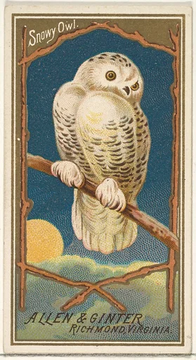 Snowy Owl, from the Birds of America series (N4) for Allen & Ginter Cigarettes Brands