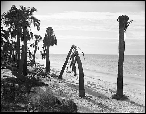 [Palm Trees on Beach, Florida]