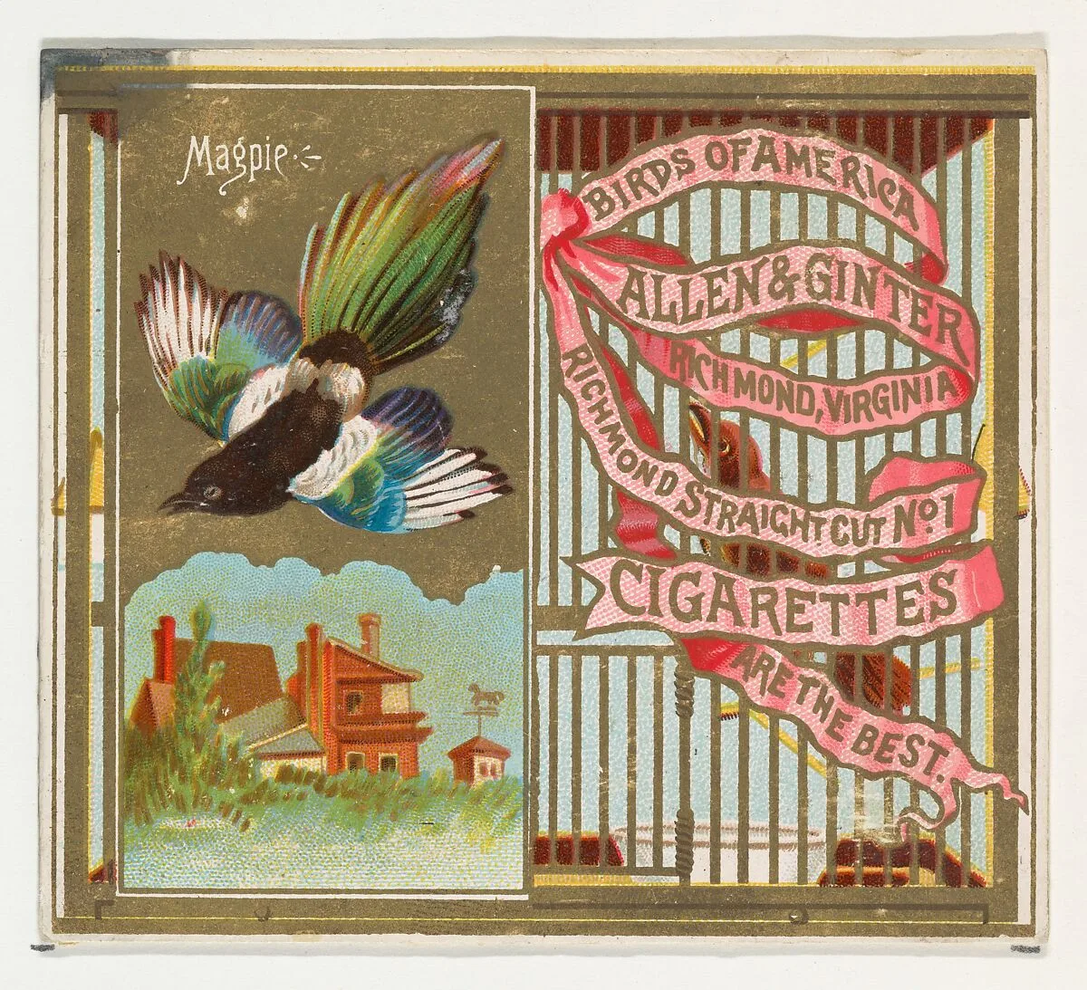 Magpie, from the Birds of America series (N37) for Allen & Ginter Cigarettes — Allen & Ginter