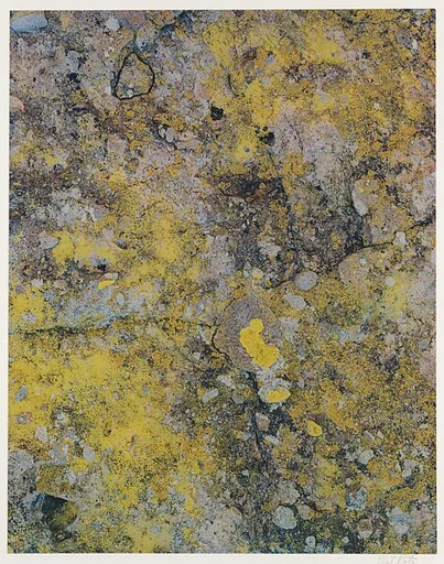 Lichen on Boulder, Between San Javier and Comondu, Baja California