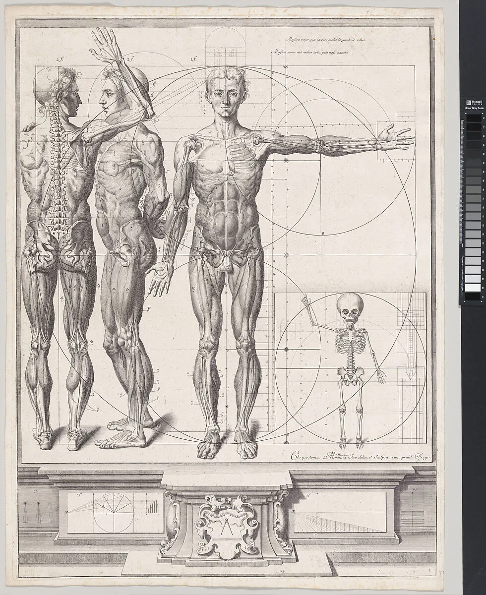 Plate for the ‘Atlas Anatomico’ (unpublished) — Crisóstomo Alejandrino José Martínez y Sorli