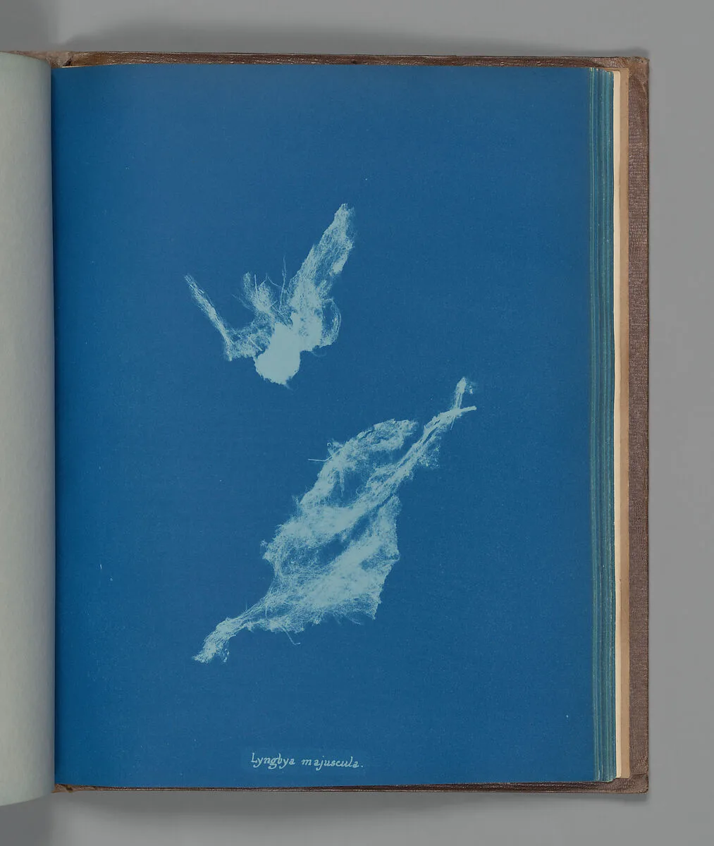 Lyngbya majuscula — Anna Atkins
