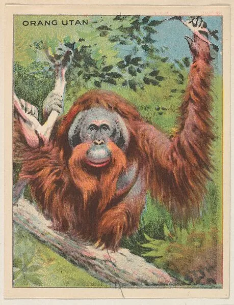 Orangutan, collector card from the Animals series (D9), issued by the Weber Baking Company to promote Onist Milk and Pullman Bread — Weber Baking Company