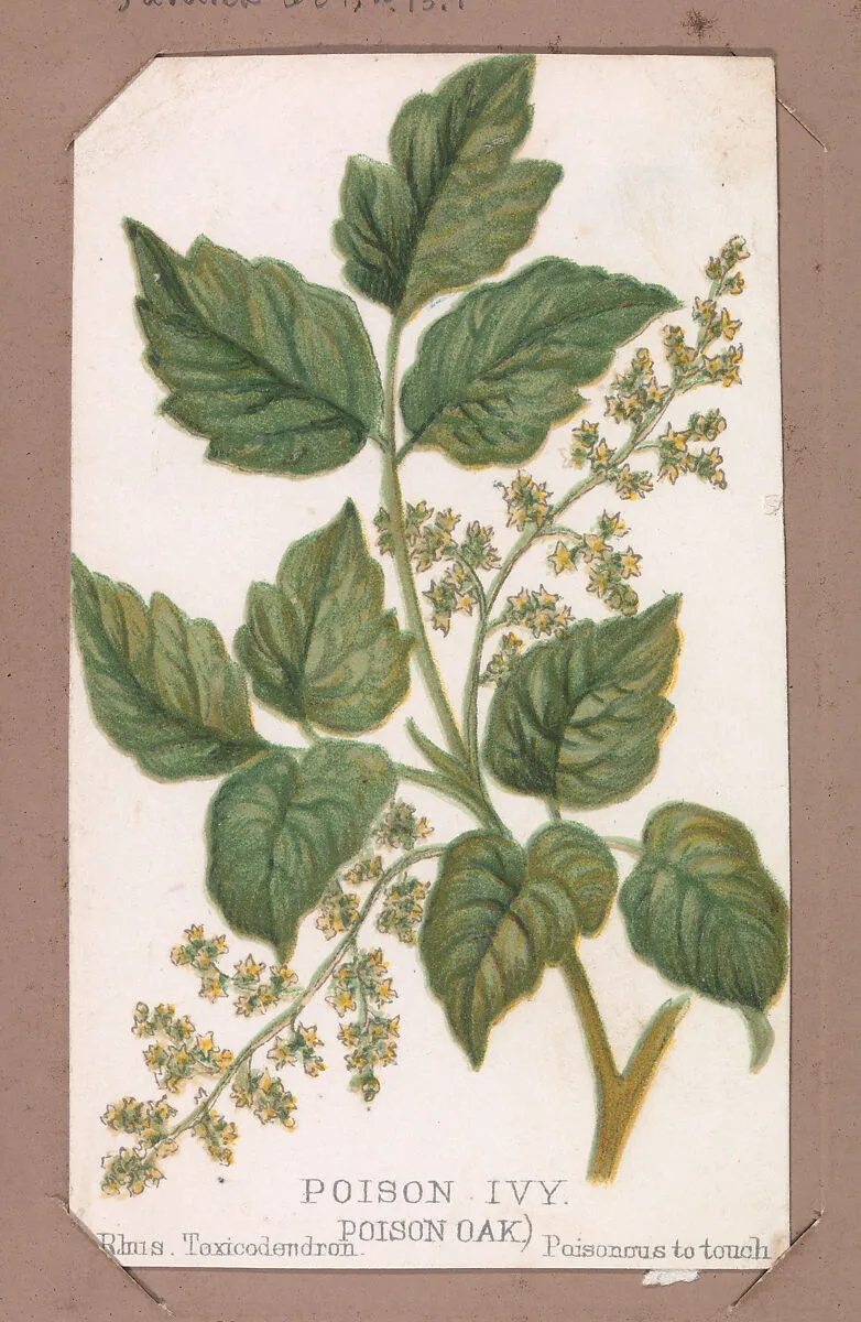 Poison Ivy from the Plants series — Louis Prang & Co.