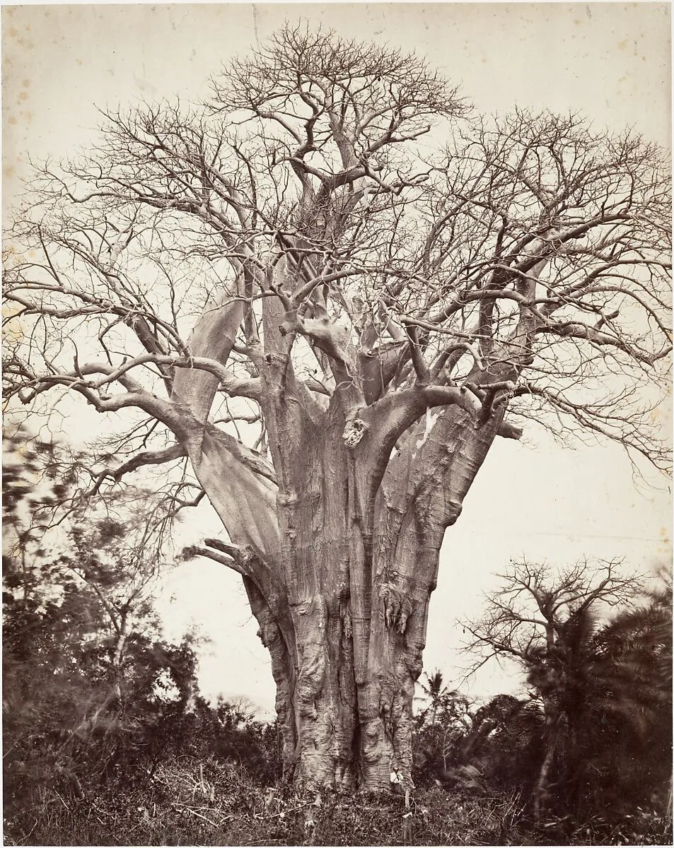 Baobab à Mohéli — Désiré Charnay