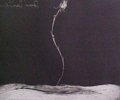 Portfolio of 6 Aquatints: Rose