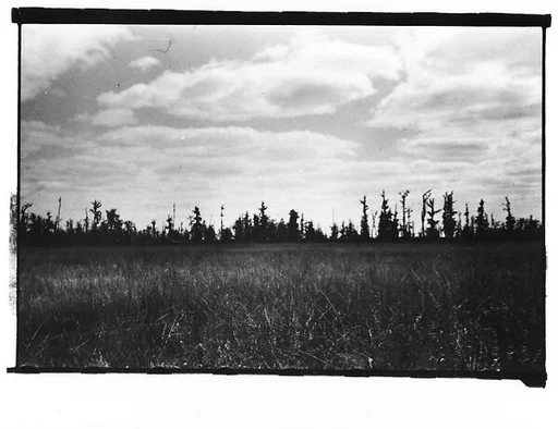 [Cypress Trees, From Moving Automobile, New Orleans Vicinity, Louisiana]
